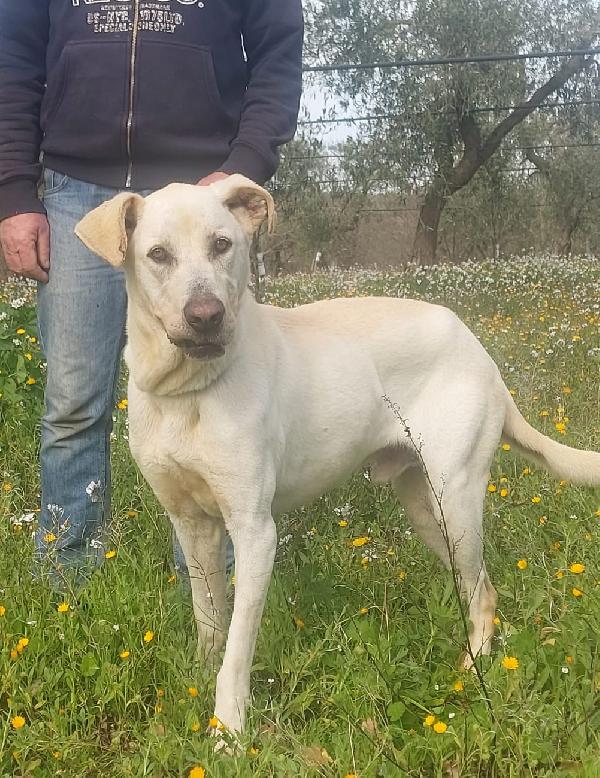 Lemon Cerca Famiglia. Info adozione Monica 3890238584 Foto 6
